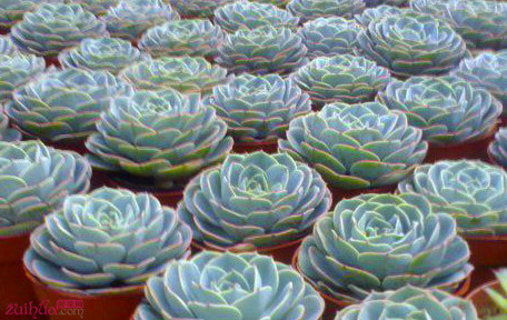 12     石蓮花.jpg